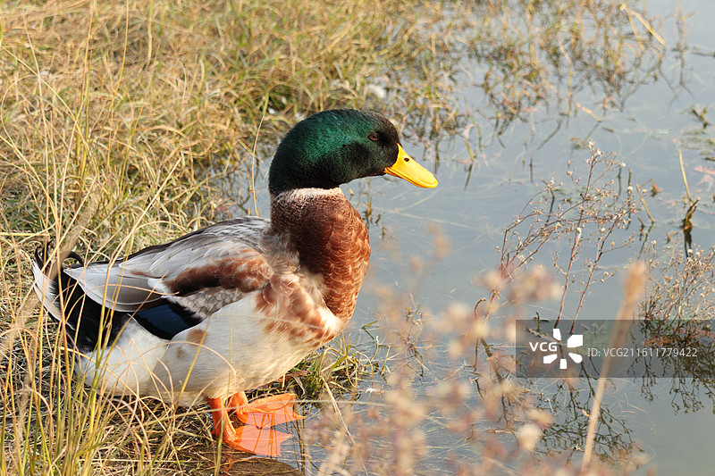 绿头鸭野鸭子特写图片素材