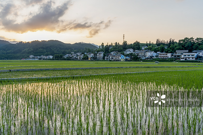 乡村稻田日落唯美光影图片素材