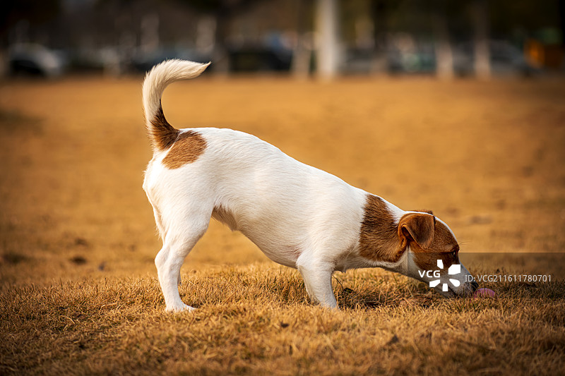 在草地上的杰克罗素梗犬图片素材
