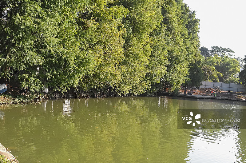 中国广东广州-中国科学院华南植物园-园林风景。徒步，散步，园林景色。奇花异草。图片素材