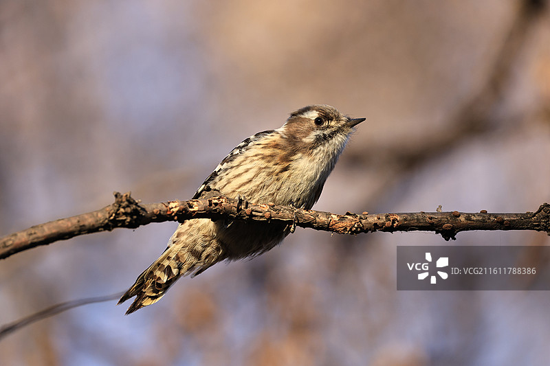 小星头啄木鸟 二年没拍到它了 遇到了还挺给力 不躲不跑 正面照图片素材