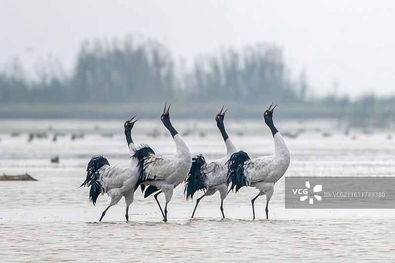 鹤鸣九霄图片素材