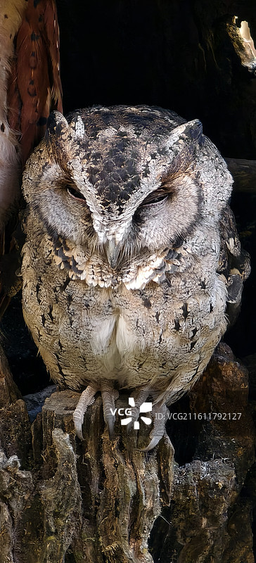 云南普洱～太阳河国家森林公园-猫头鹰图片素材