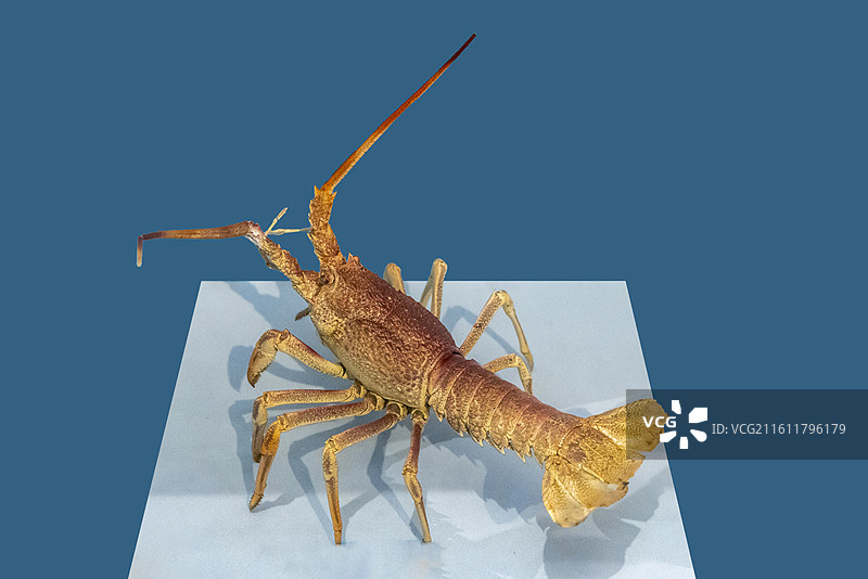 天津自然博物馆“家园·生命展区”：日本龙虾图片素材
