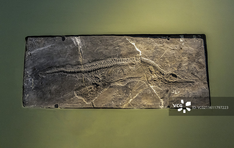 天津自然博物馆：混鱼龙（标本：鱼龙化石；三叠纪中期；贵州关岭产）图片素材