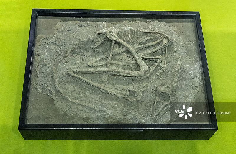 天津自然博物馆：中国猎龙（兽脚亚目、恐爪龙超科；标本：TNP 01615，原始埋藏化石；早白垩世；辽图片素材