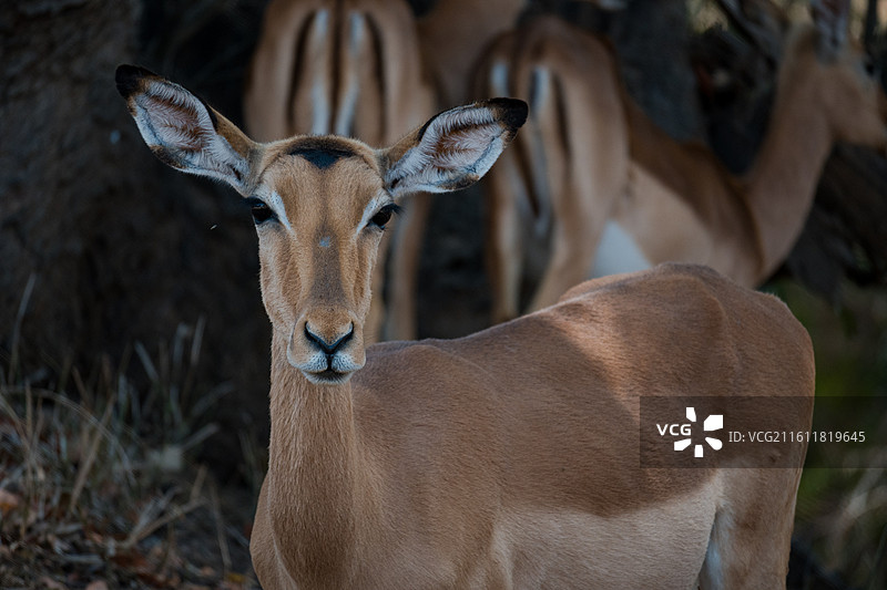 非洲草原图片素材