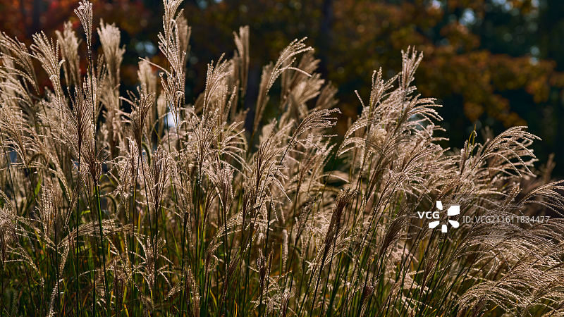 冬日暖阳下的芦苇丛图片素材
