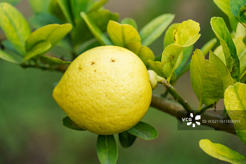 黄色柠檬图片素材