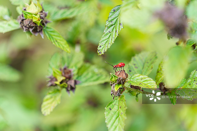 珠三角地区的棉红蝽特写图片素材