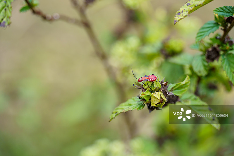 珠三角地区的棉红蝽特写图片素材
