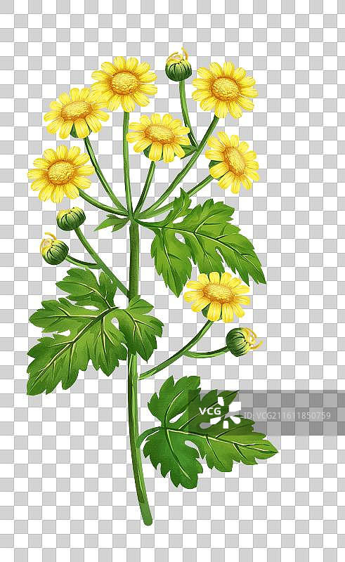 中国文化之中草药药材 野菊花 插画元素图片素材