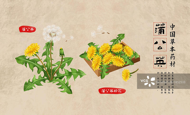 中国文化之中草药药材 蒲公英 插画海报图片素材