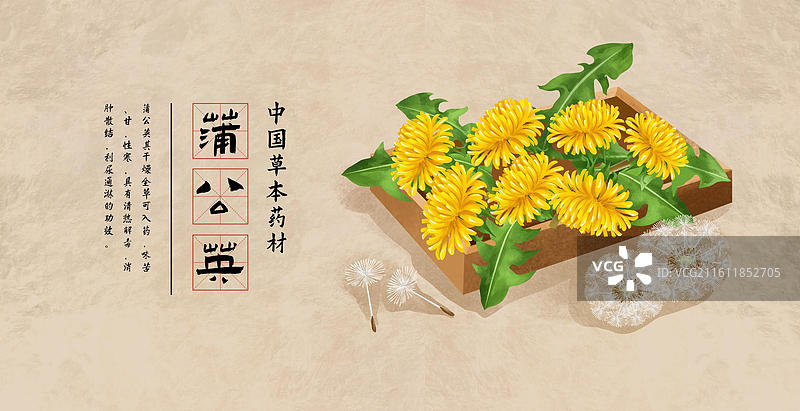 中国文化之中草药药材 蒲公英 插画海报图片素材