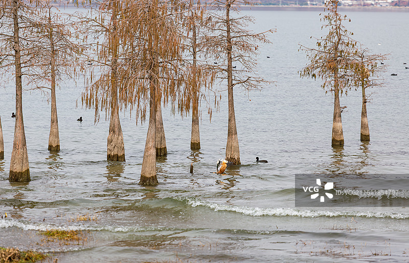 大理洱海风景图片素材