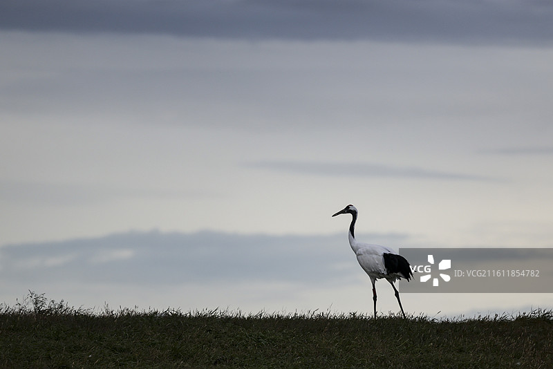 齐齐哈尔扎龙保护湿地丹顶鹤飞翔走路鹤鸣等组图图片素材