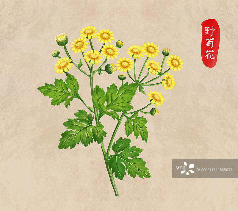 中国文化之中草药药材 野菊花 插画海报图片素材