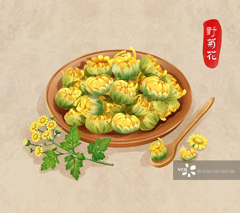 中国文化之中草药药材 野菊花 插画海报图片素材