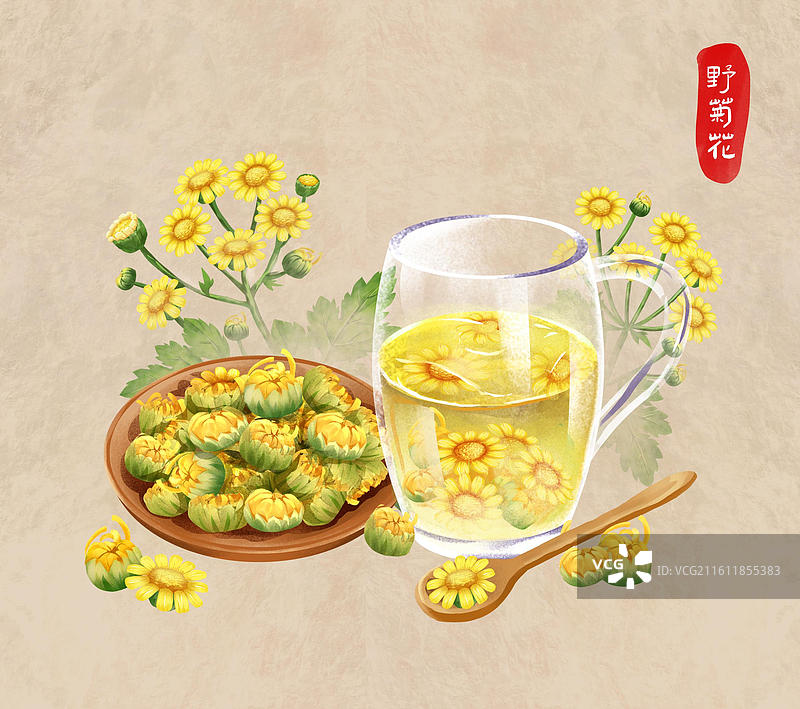 中国文化之中草药药材 野菊花 插画海报图片素材