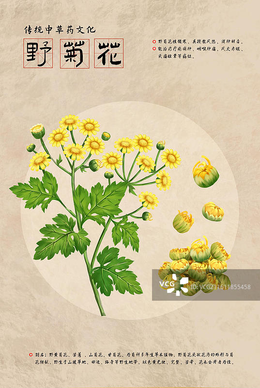 中国文化之中草药药材 野菊花 插画海报图片素材
