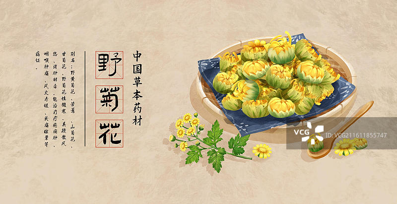 中国文化之中草药药材 野菊花 插画海报图片素材