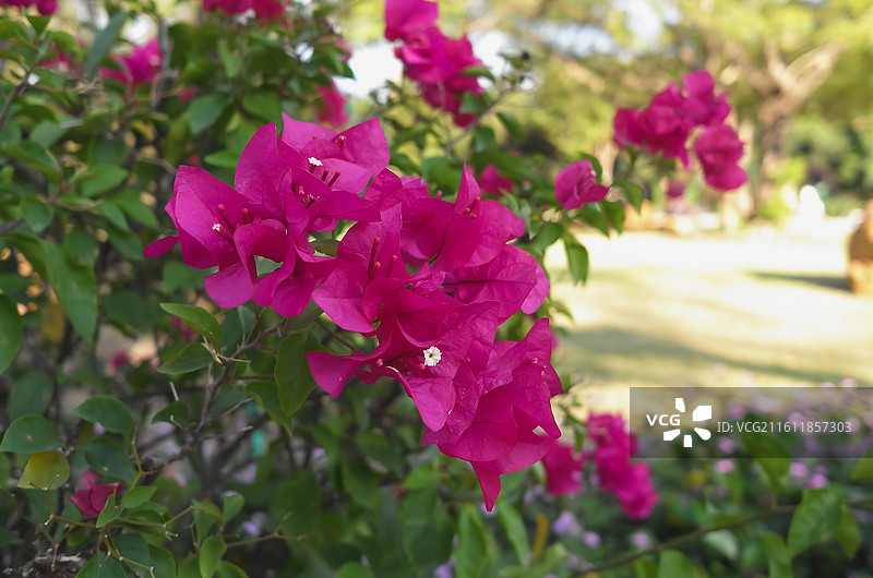 中国广东广州-中国科学院华南植物园-园林风景。徒步，散步，园林景色。奇花异草。图片素材