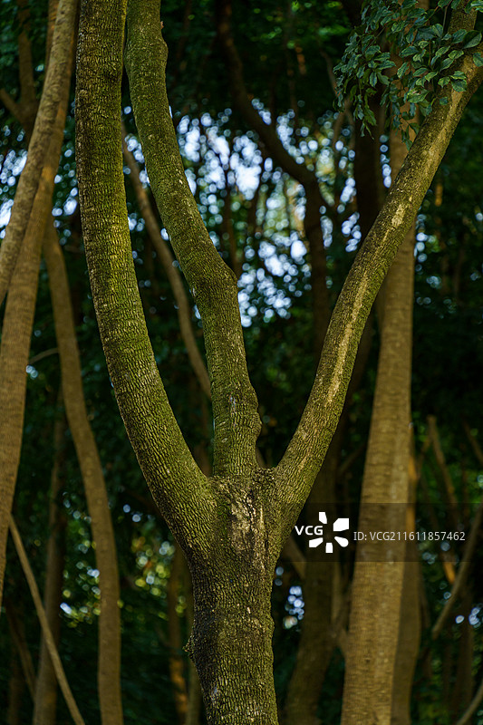 高清树干图图片素材
