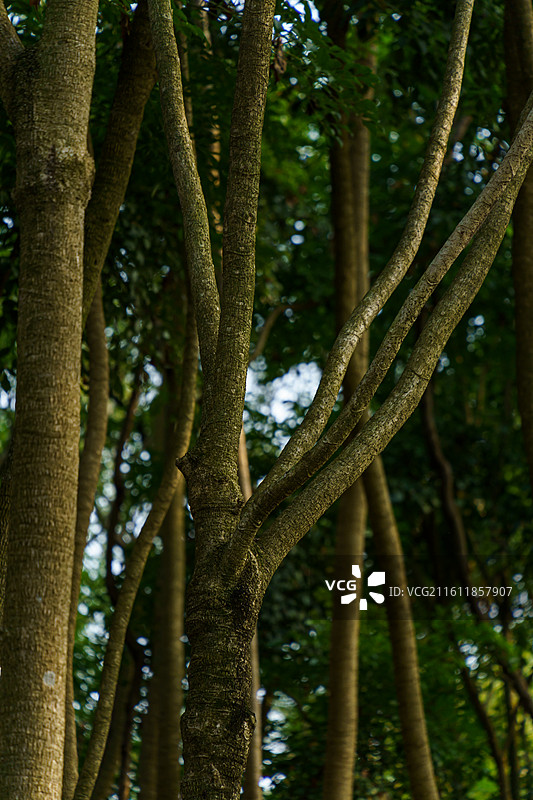 高清树干图图片素材