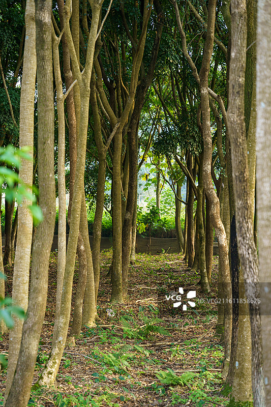 高清树干图图片素材