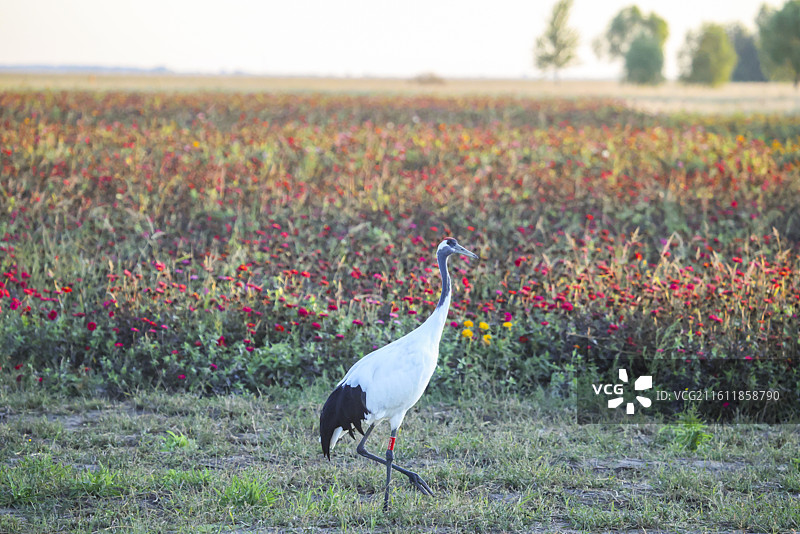 齐齐哈尔扎龙保护湿地丹顶鹤飞翔走路鹤鸣等组图图片素材