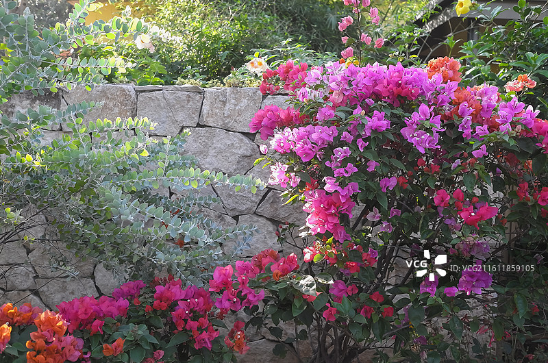 中国广东广州-中国科学院华南植物园-园林风景。徒步，散步，园林景色。奇花异草。图片素材