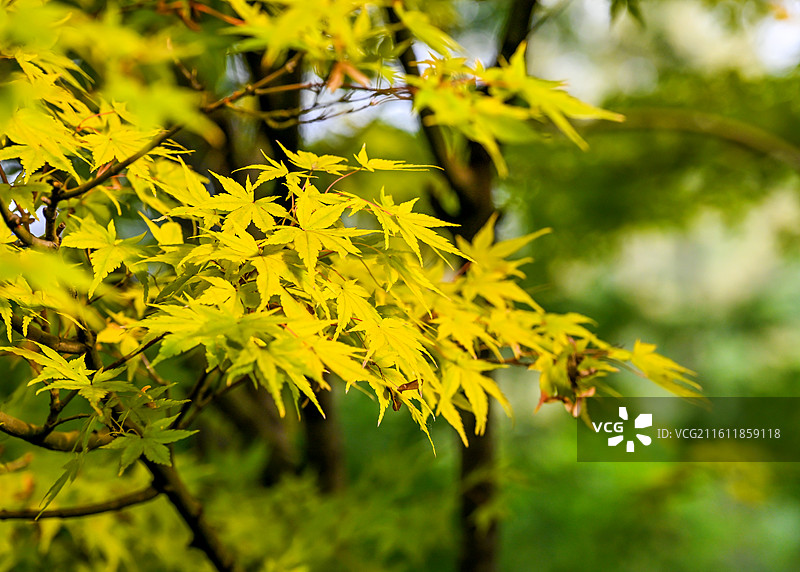 四川省成都市人民公园秋景图片素材