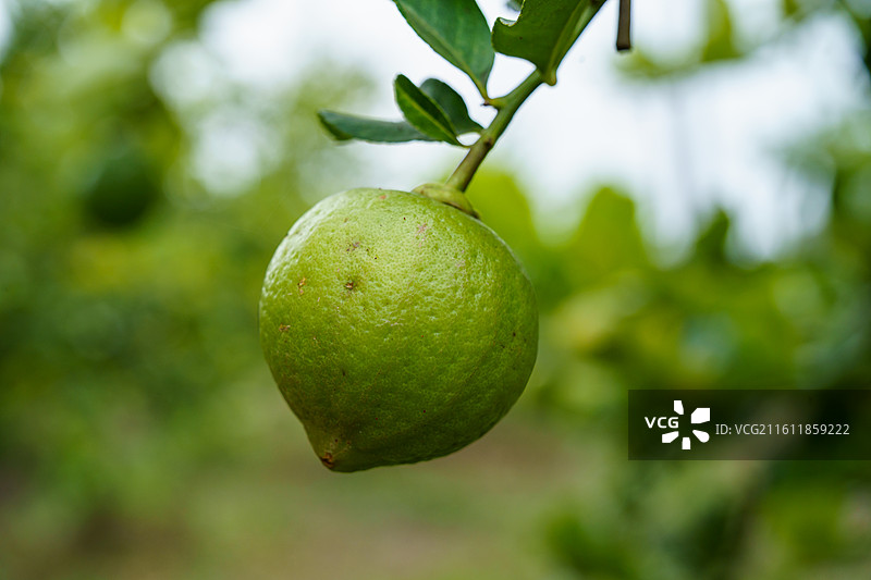柠檬树上的青柠图片素材