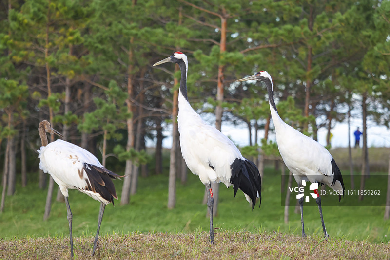 齐齐哈尔扎龙保护湿地丹顶鹤飞翔走路鹤鸣等组图图片素材