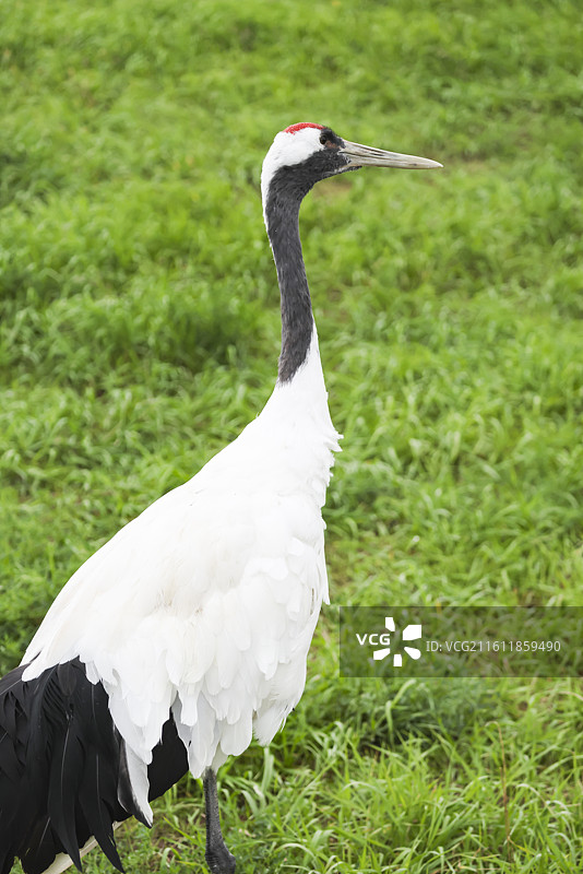齐齐哈尔扎龙保护湿地丹顶鹤飞翔走路鹤鸣等组图图片素材