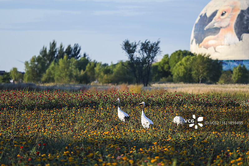 齐齐哈尔扎龙保护湿地丹顶鹤飞翔走路鹤鸣等组图图片素材