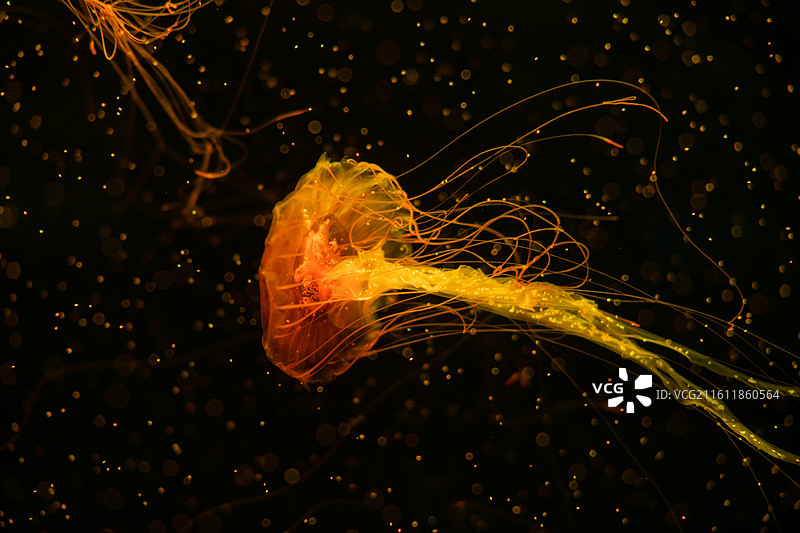 太平洋海刺水母图片素材