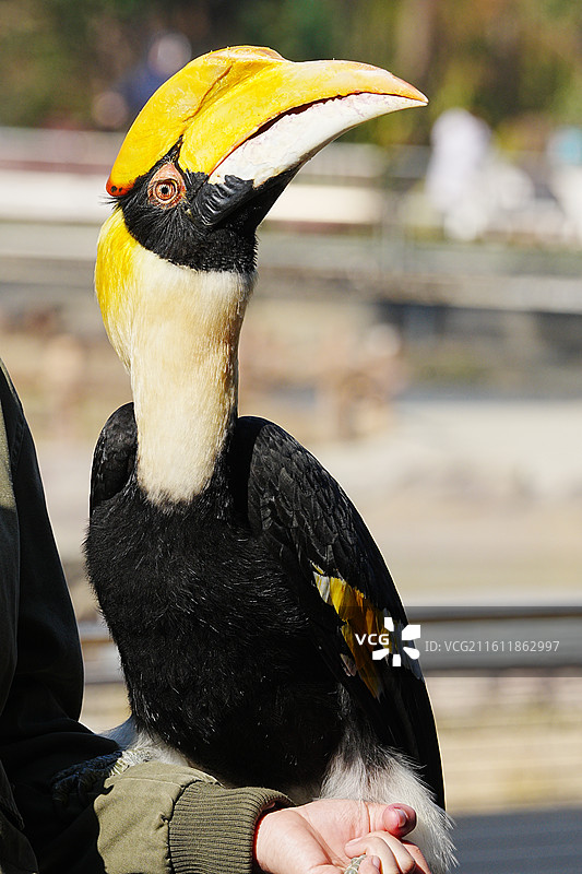 上海野生动物园图片素材