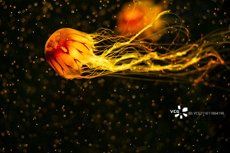 太平洋海刺水母图片素材