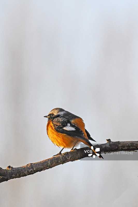 北红尾鸲图片素材