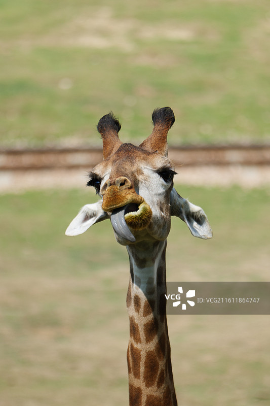 清远长隆长颈鹿吐舌头图片素材