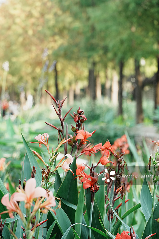 深圳冬至日盛开的花图片素材