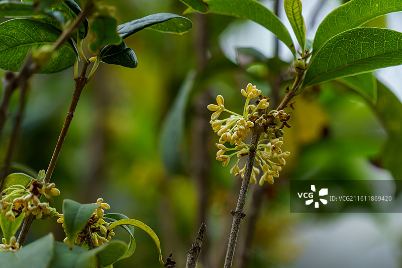 珠三角种植的桂花图片素材
