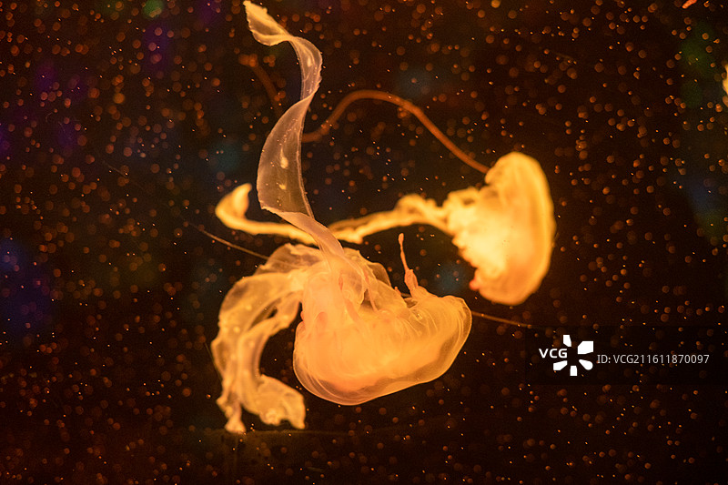 太平洋海刺水母图片素材