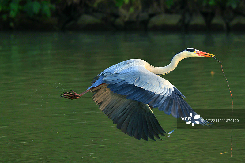 灰鹭是苍鹭（学名：Ardea cinerea）的别名，为鹭科鹭属大型涉禽。‌‌图片素材
