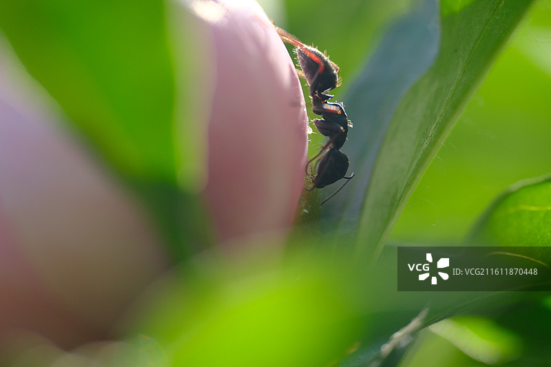 红白牡丹芍药花卉。花蕊花芯花瓣微距蚂蚁背景图壁纸图片素材