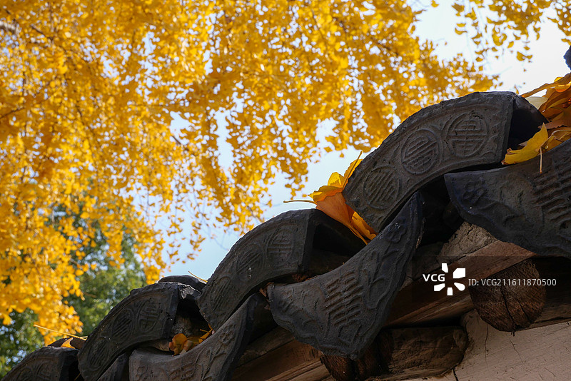 昆山锦溪镇古建筑福纹瓦当屋檐与秋日金黄银杏对角线构图图片素材