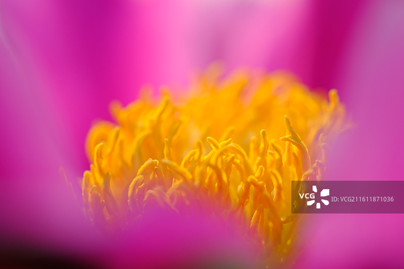 红白牡丹芍药花卉。花蕊花芯花瓣微距蚂蚁背景图壁纸图片素材