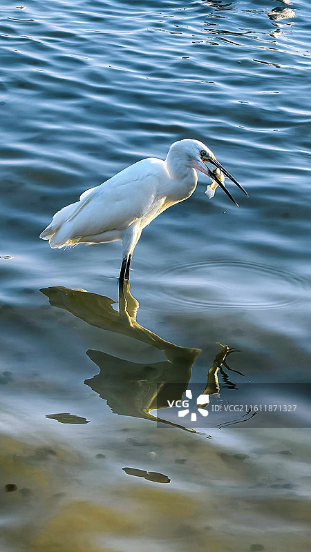 白鹭衔鱼图片素材