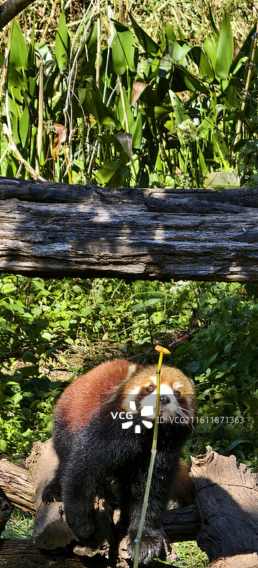 云南普洱～太阳河国家森林公园-小熊猫图片素材